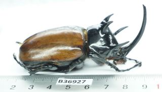 B36927 - Eupatorus Gracilicornis? Beetles.  Dak Nong Vietnam