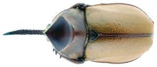 Insect - Dynastidae Golofa Pizarro - Mexico - Male No.  2 - 49x30mm.