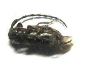 014 Mi : Co : Cerambycidae Species? 6.  5mm