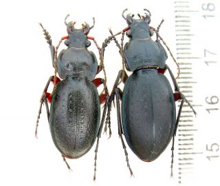 Beetles Carabidae Carabus (trachycarabus) Besseri Pair,  Nw Podolien