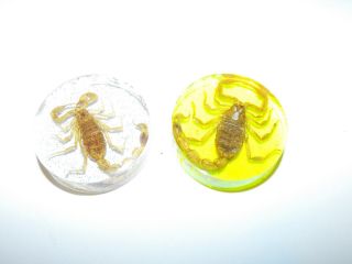 Real Scorpion Enclosed In Resin Plastic Paperweight? Set Of 2