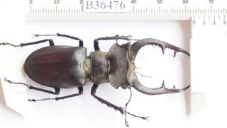 B36476 - Lucanus Nobilis Ps.  Beetles Yen Bai Vietnam 63mm