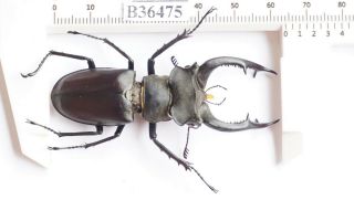 B36475 - Lucanus Nobilis Ps.  Beetles Yen Bai Vietnam 64mm