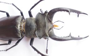B36475 - Lucanus nobilis PS.  Beetles YEN BAI vietnam 64MM 2