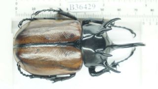 B36429 – Eupatorus gracilicornis species? DAK NONG vietnam 74mm 2