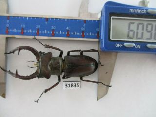 31835 Lucanidae: Lucanus Kraatzi Giangae.  Vietnam North.  60mm
