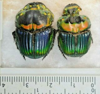 Sulcophanaeus Imperator Pair A1 Unmounted Scarabaeidae Scarabaeinae