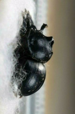 Glyphoderes Sp A1 Unmounted; Scarabaeidae; Scarabaeinae; Dung Beetles