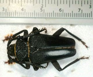 Calocomus Desmarestii A1 Unmounted Coleoptera Cerambycidae Prionidae Prioninae