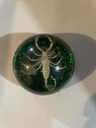Scorpion In Plastic