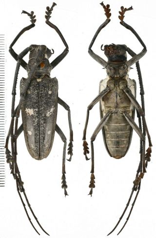 Batocera Humeridens Pulverosa - Cerambycidae 41mm From Alor Island,  Indonesia