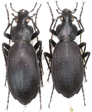 17.  Carabidae - Carabus (apotomopterus) Casaleianus Sstr.  2 X Female