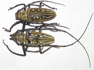 Cerambycidae Batocera Wallacei Wallacei Pair A1 Male 65mm (west Papua)