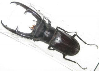 Lucanidae Hexarthrius Mandibularis Sumatranus Male A1 90mm (indonesia)