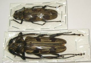 Megopis Maculosa Pair With Male 63mm A1 And Female A1/a - 50mm (cerambycidae)