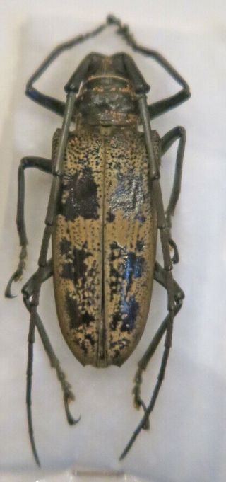 210209 Cerambycidae Batocera Laena Sapho,  Kei Isl. ,  Indonesia,  53 Mm