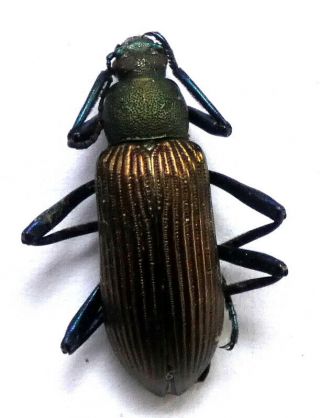 Beetles,  (210240),  Tenebrionidae Ssp. ,  Madagascar