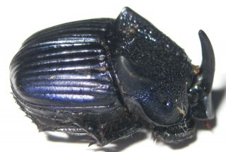 Scarabaeinae Phanaeus Palliatus Male A1 (mexico)