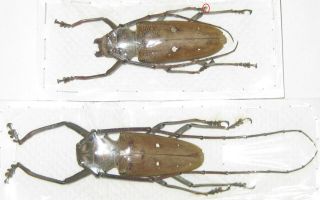 Cerambycidae Batocera Thomsoni Male A1 57mm Female A2 1 Tarsus Missing (sumatra)