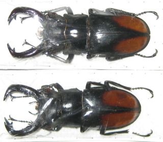 Lucanidae 2 Hexarthrius Parryi Paradoxus Male A1 79/75mm (indonesia)