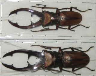 Lucanidae 2 Cyclommatus Tarandus A1 Big Male 60mm (indonesia)