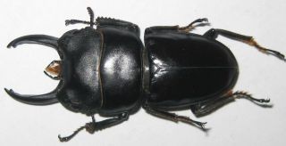 Lucanidae Dorcus Intermedius Male A1 48mm (west Papua)