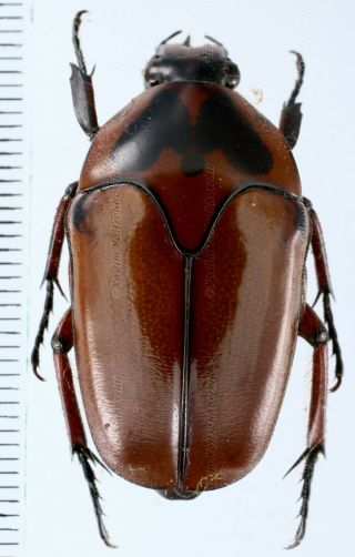 Lomaptera Satanas Var.  - Cetoniinae From Irian Jaya,  West Papua,  Indonesia