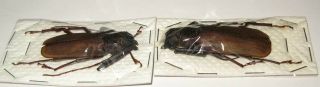 Macrotoma fisheri pair with male 49mm female 53mm (Cerambycidae) 2