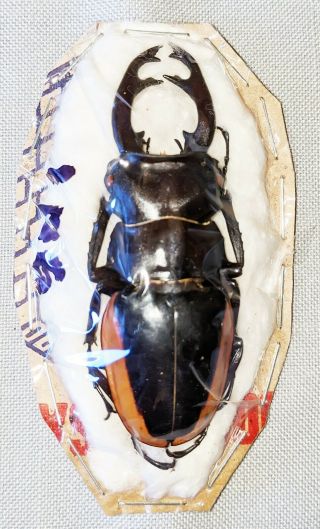 Beetle - Odontolabis Cuvera Fallaciosa Male 76mm,  - From China
