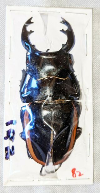 Beetle - Odontolabis Cuvera Ssp.  Male 82mm,  - From N.  Vietnam