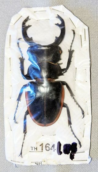 Beetle - Odontolabis Cuvera Ssp.  Male 80mm,  - From Vietnam