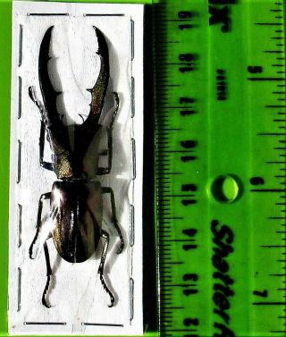 Staghorn Beetle Cyclommatus metallifer finae 50 - 55 mm Male FAST FROM USA 2