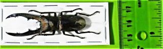 Staghorn Beetle Cyclommatus metallifer finae 50 - 55 mm Male FAST FROM USA 3