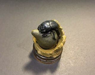 Kaiyodo Japan Exclusive Jean Fabre Sacred Scarab Dung Beetle Insect Figure 2