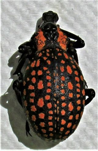 Red - Spotted Lily Snout Beetle Hippo Brachycerus Ornatus Fast From Usa