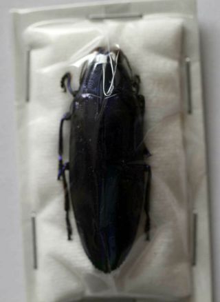 Chrysochroa Fulminans (blue Form) - Unmounted Beetle