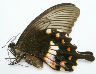 Papilio Polytes Mandane Female From West China
