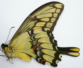 Papilio Thoas Brasiliensis Female From Dos De Mayo,  Argentinia