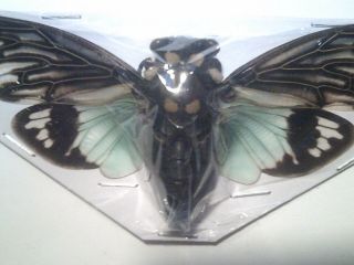 Insect/butterfly Spread Cicada B6936 V/large V/rare Blue/green Tosena Splendida