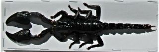 Asian Blue Forest Scorpion Heterometrus Cyaneus Fast From Usa
