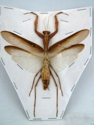 Parhierodula Spp.  Mantidae Sp.  Brown Real Insect Spread