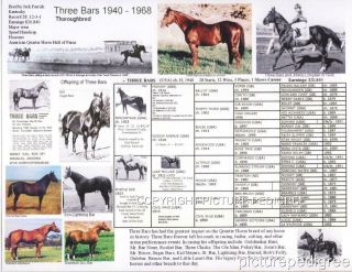Three Bars Thoroughbred Race Horse Quarter Horse Foundation Picture Pedigree