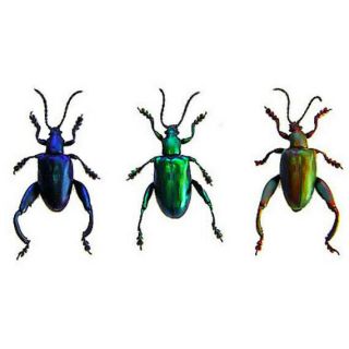 Real Set Of 3 Sagra Longicollis Frog Leg Beetle Unmounted Fast From Usa