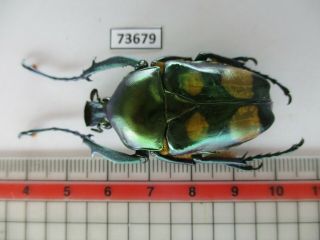 73679 Cetoniidae: Jumnos Ruckeri.  Vietnam North.  See Note