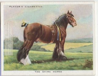 Shire Draft Horse Breeds Types Of Equines C90 Y/o Ad Trade Card