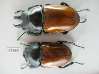 67663 Lucanidae: Neolucanus Sp.  Vietnam Central
