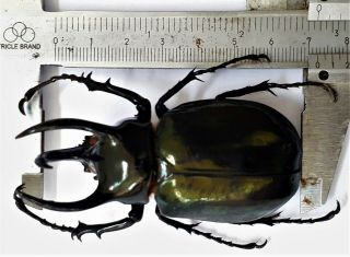 Chalcosoma Atlas Atlas 72mm From Sulawesi Indonesia