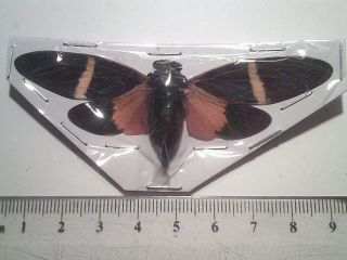 Insect/butterfly/moth Set B7020 Rare Large Red/orange Tosena Pavieri Cicada