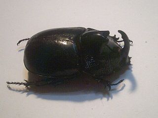 Insect/beetle/semi Set/v/rare Rhinoceros Beetle Trichogomphus Lunicollis Alcides