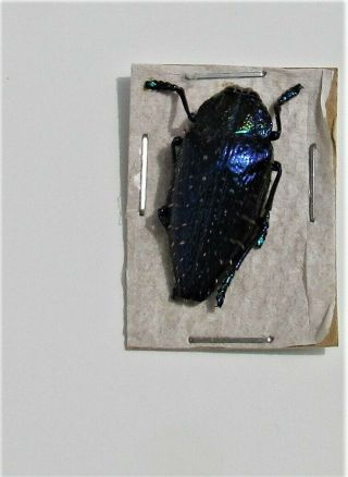Jewel Beetle Polybothris Sumptuosa Gema Fast From Usa